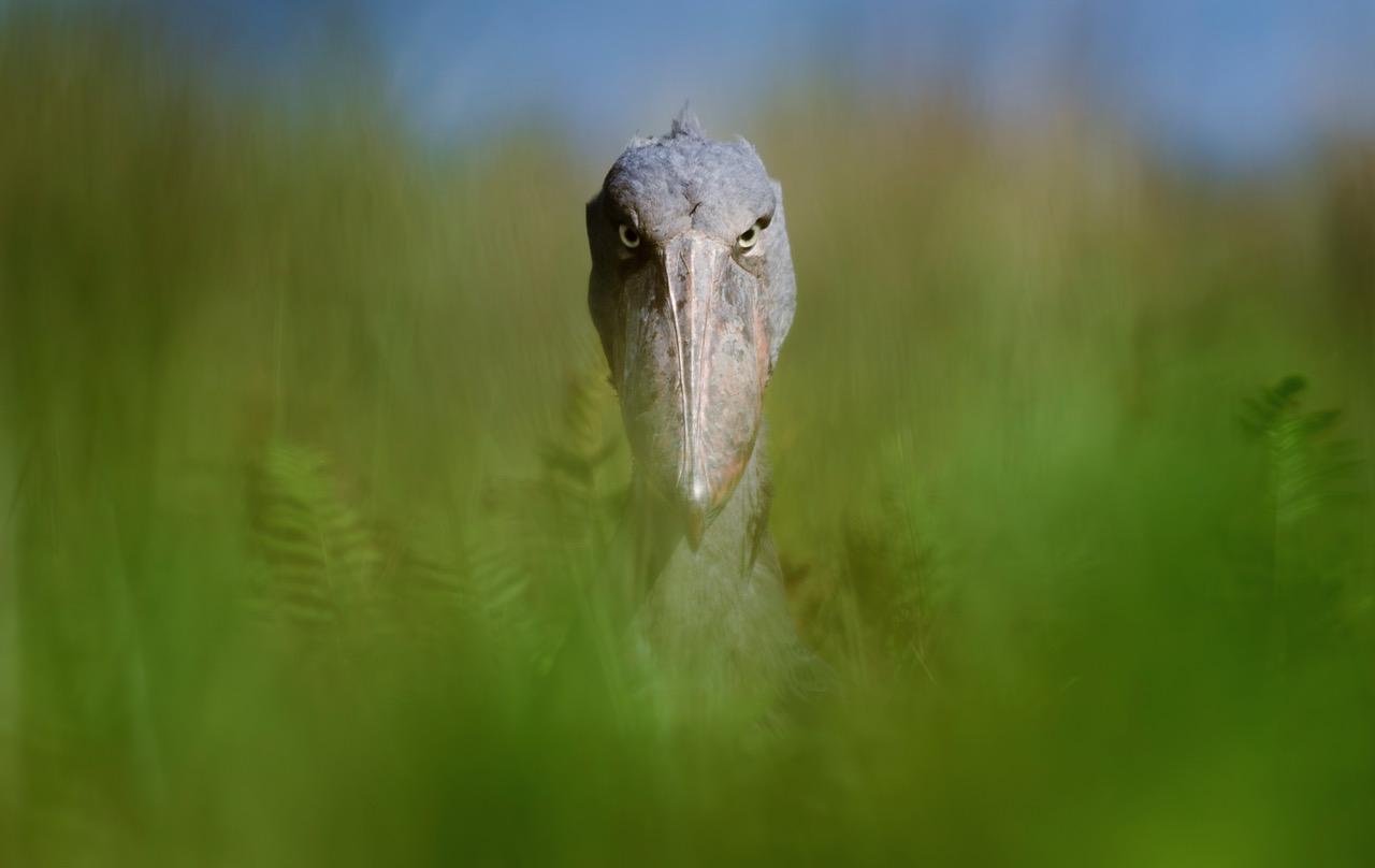 Former Moreau Scholar wins BBC Wildlife Photography Award